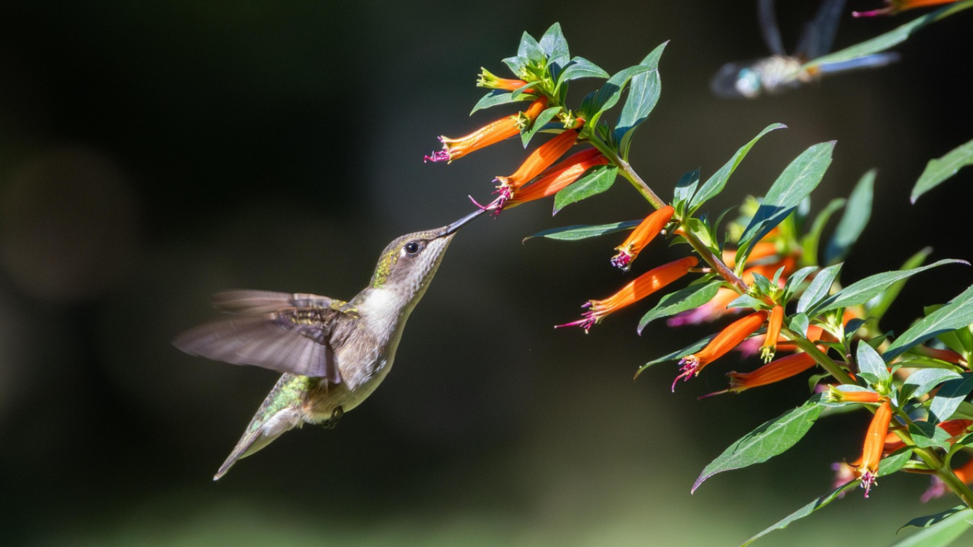 Get It Growing: Vermillionaire cuphea thrives in heat, attracts pollinators